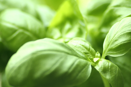 Basilico: aroma ed essenza mediterranea