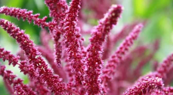 Amaranto,fonte ricca di proteine