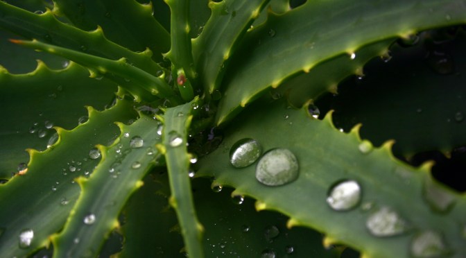 ALOE ARBORESCENS,VERDE ANTICANCRO